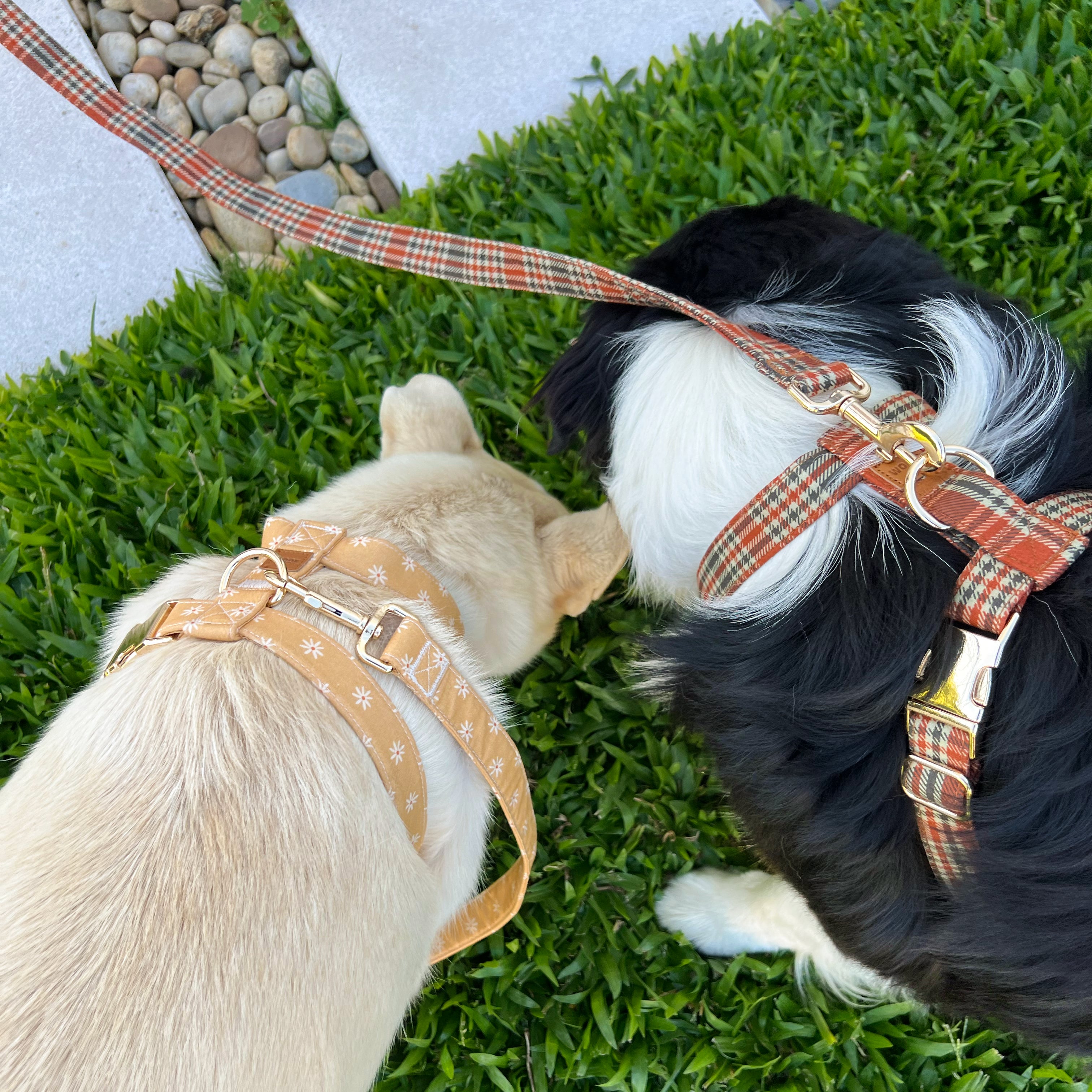Como escolher os materiais certos pode beneficiar o teu patudo